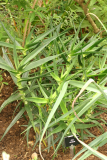 Aloe striatula RCP6-06 092.jpg